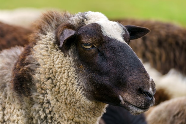 Ovelhas na fazenda ovelhas de animais domésticos