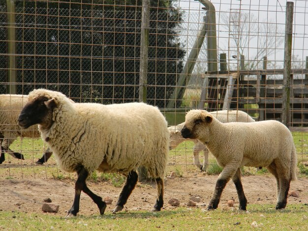 ovelhas na fazenda