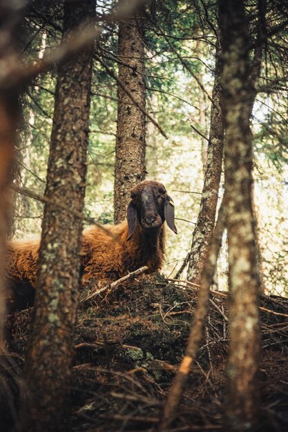 Foto ovelhas na floresta.