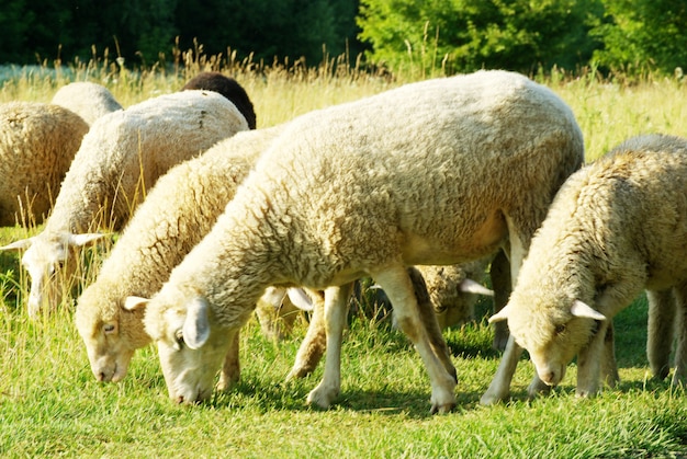 Ovelhas na grama verde