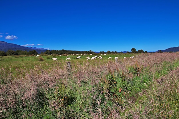 Ovelhas na ilha do sul da Nova Zelândia