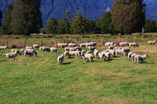 Ovelhas na ilha sul, Nova Zelândia