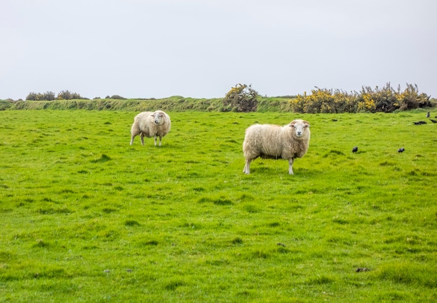 Ovelhas na Irlanda