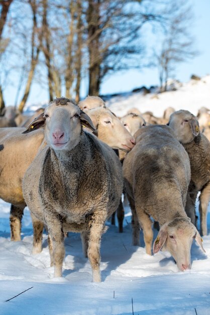 Foto ovelhas na neve