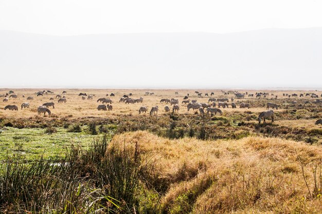 Foto ovelhas na paisagem contra o céu