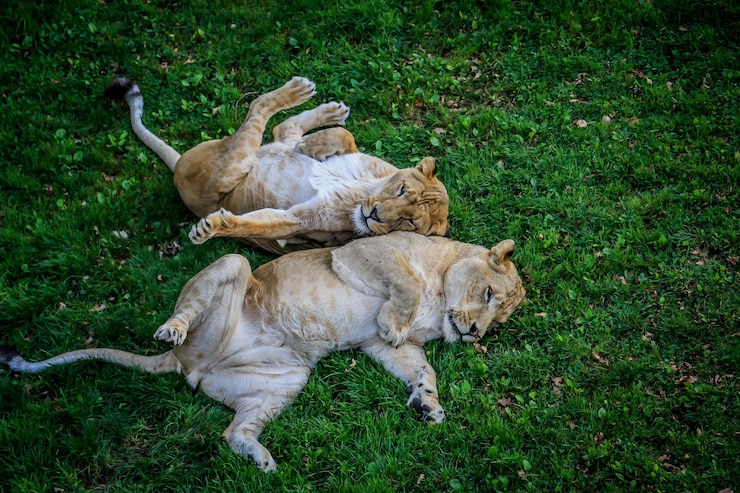 Foto ovelhas na relva