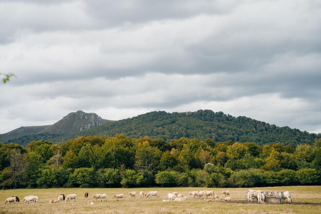 Foto ovelhas nas montanhas dos pireneus frança caminho de santiago