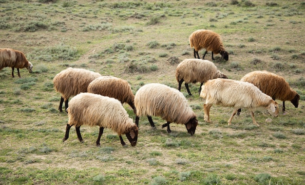 Ovelhas no campo comem grama