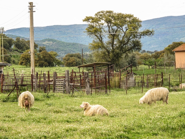 Foto ovelhas no campo contra o céu