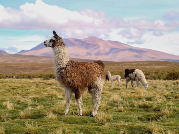 Ovelhas no campo contra o céu