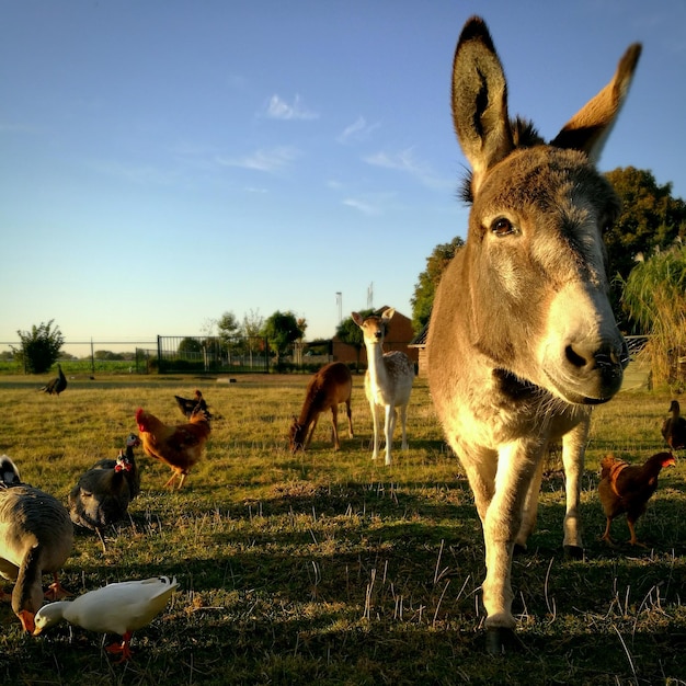 Foto ovelhas no campo contra o céu