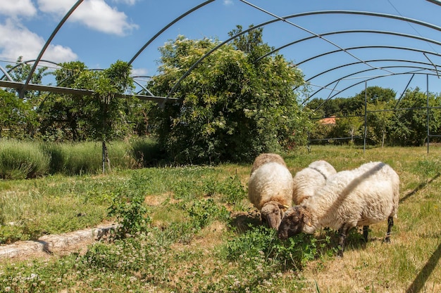 Foto ovelhas no campo, galiza, espanha