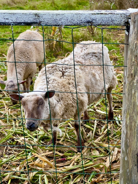 Foto ovelhas no campo