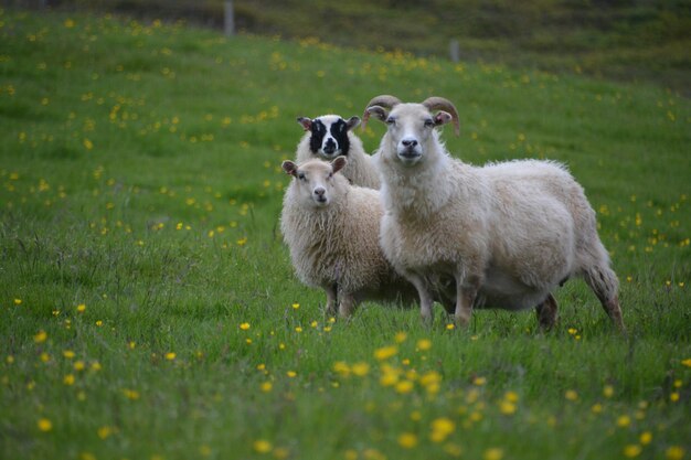 Foto ovelhas no campo