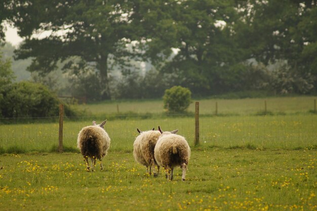 Foto ovelhas no campo