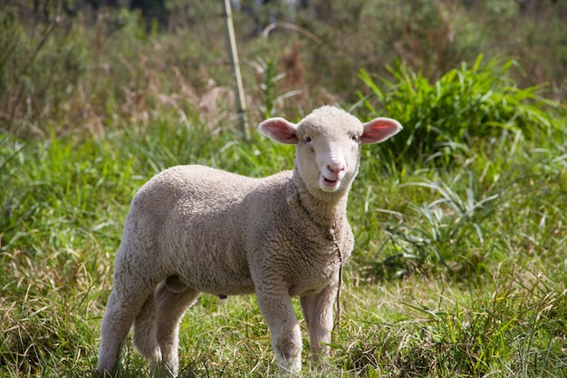 Ovelhas no campo