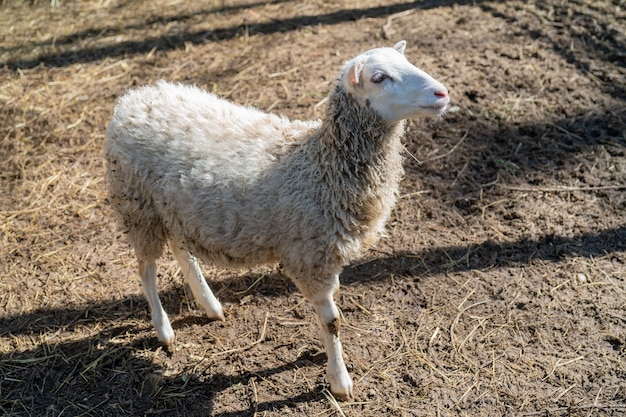 Ovelhas no curral. Animais de estimação ovelhas na fazenda.