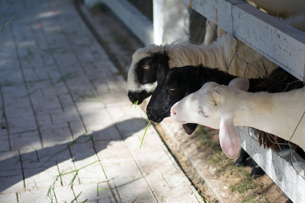 Foto ovelhas no estábulo