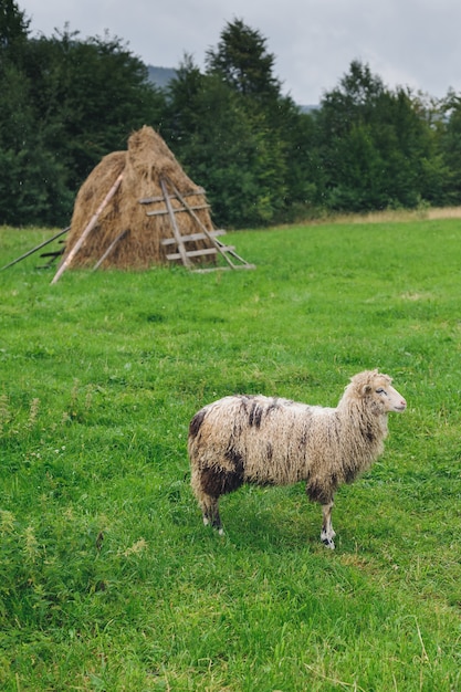 Ovelhas no gramado
