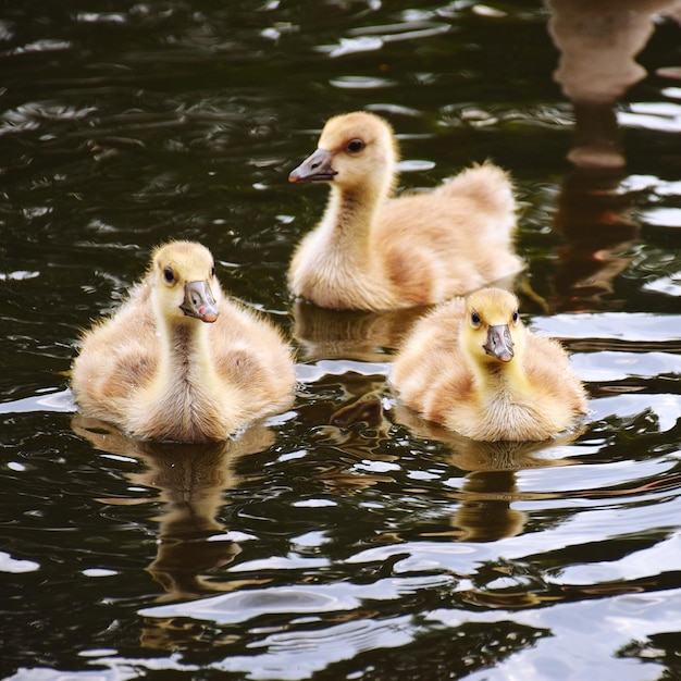 Foto ovelhas no lago