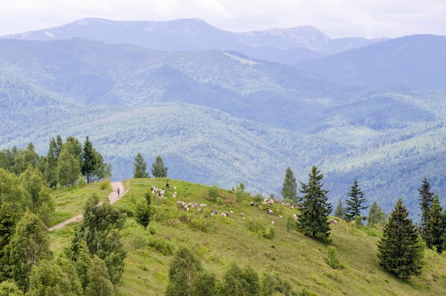 Foto ovelhas no pasto nas montanhas