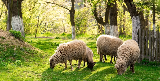 Ovelhas no pasto. Primavera, casa de fazenda.