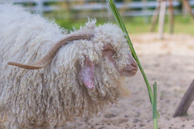 Ovelhas no zoológico