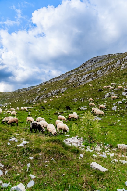 Ovelhas nos campos de montanha.