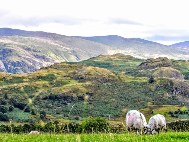 Foto ovelhas num campo