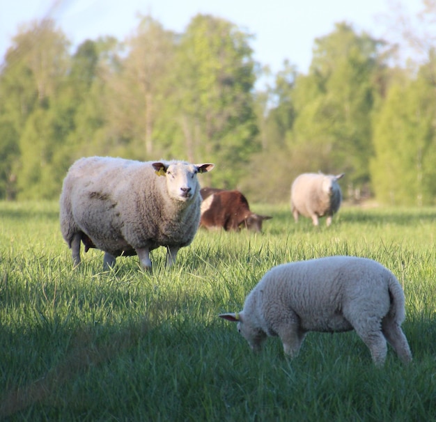 Ovelhas num campo