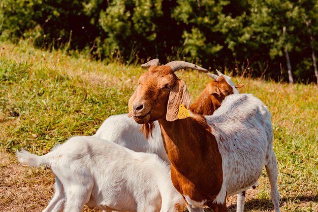 Foto ovelhas num campo