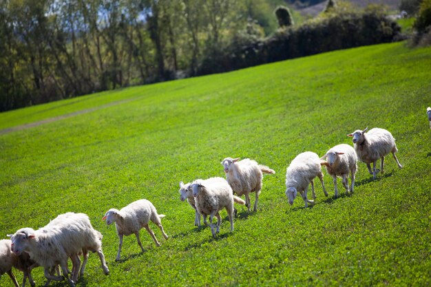 Ovelhas num campo