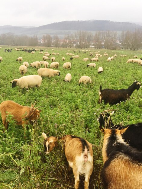 Foto ovelhas num campo