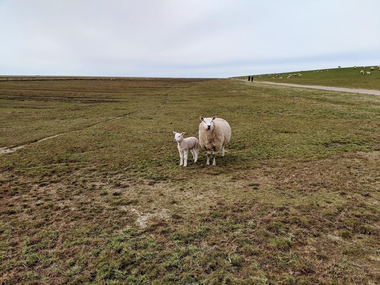 Foto ovelhas num campo