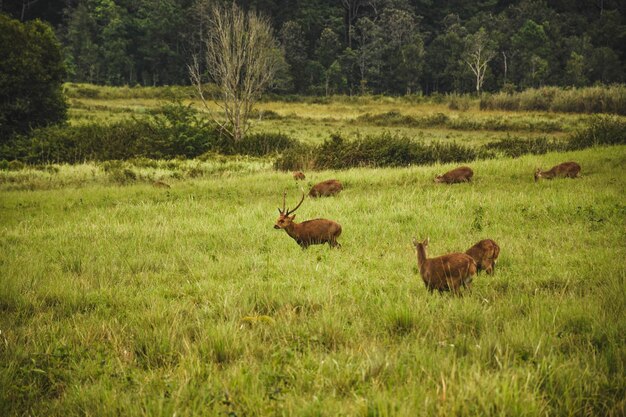 Foto ovelhas num campo