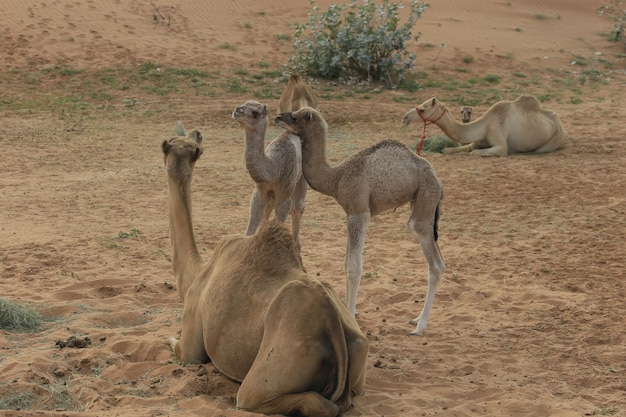 Foto ovelhas num deserto