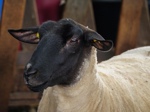 ovelhas num prado na Alemanha.