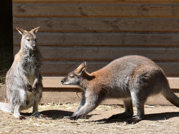 Foto ovelhas num zoológico