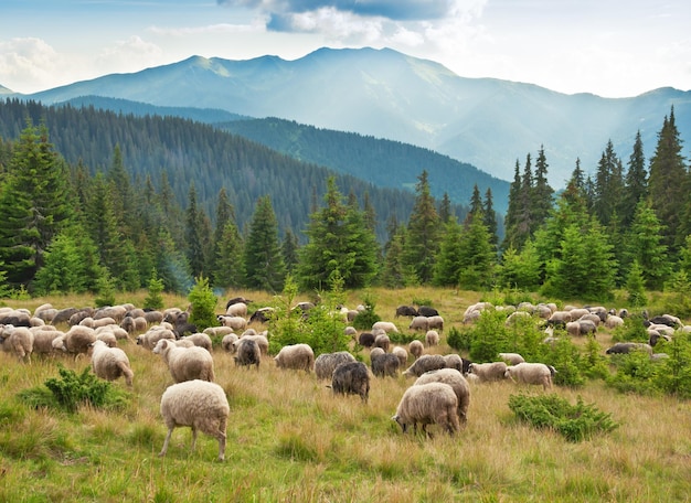 Ovelhas ouvidas no prado nas montanhas dos Cárpatos