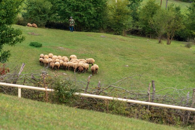 Ovelhas pastam em um prado verde nas montanhas