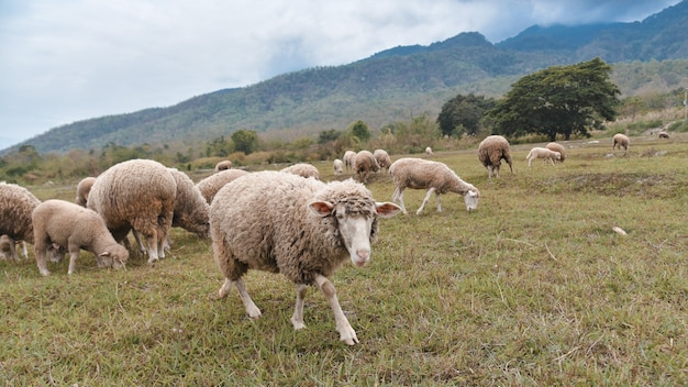 Ovelhas pastando em campo verde