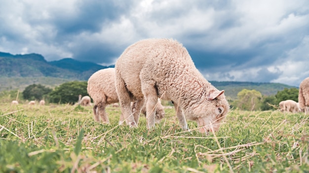 Ovelhas pastando em campo verde