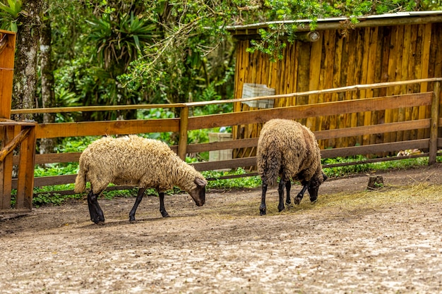 Ovelhas pastando em cima do muro da fazenda.