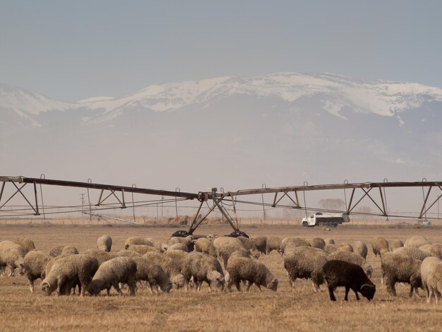 Ovelhas pastando em terras agrícolas perto de Alamosa, Colorado.