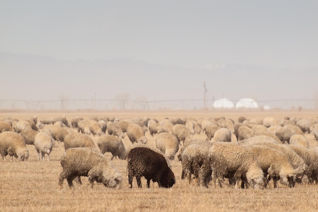 Ovelhas pastando em terras agrícolas perto de Alamosa, Colorado.