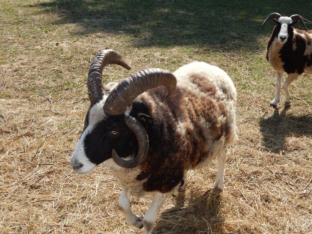 Ovelhas pastando em um pasto em um rebanho