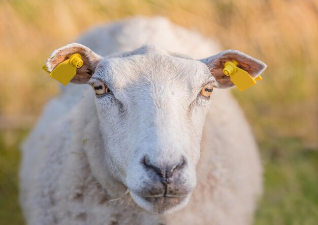 Ovelhas pastando em um prado de urze durante o pôr do sol no Parque Nacional Rebild Dinamarca Uma ovelha andando e comendo grama em um campo florido ou uma terra pastoril Fazenda de carneiro ao ar livre