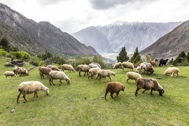 Foto ovelhas pastando em um prado verde na montanha. foto de alta qualidade