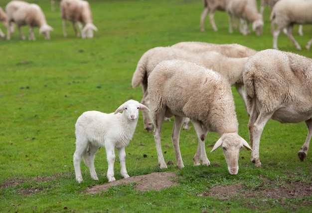 Ovelhas pastando em um prado verde