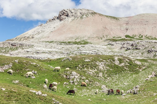 Ovelhas pastando em uma pastagem nas Dolomitas italianas. Dia ensolarado de verão